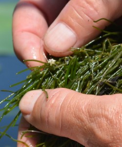 The small, star-shaped bulbil is found on Starry Stonewort.