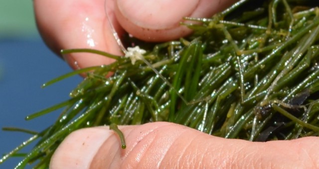 Starry Stonewort Discovered