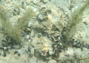 Zebra Mussels found in Gull Lake.