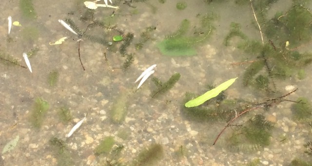 Gull Lake Smelt Die-Off