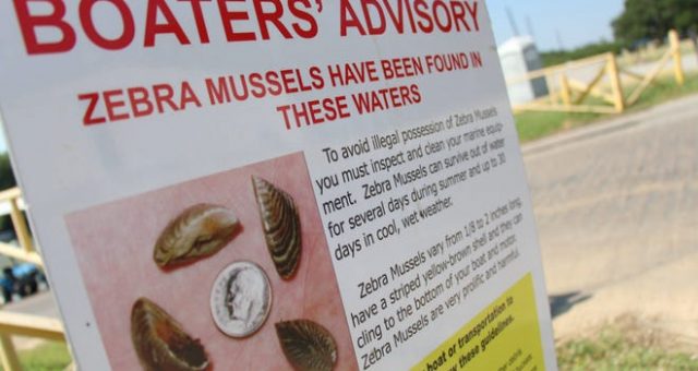 Zebra Mussels – Helpful or harmful to toxic algae?