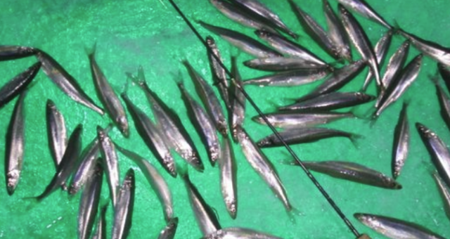 New State Guidelines Recommend Limiting Consumption of Smelt from Gull Lake