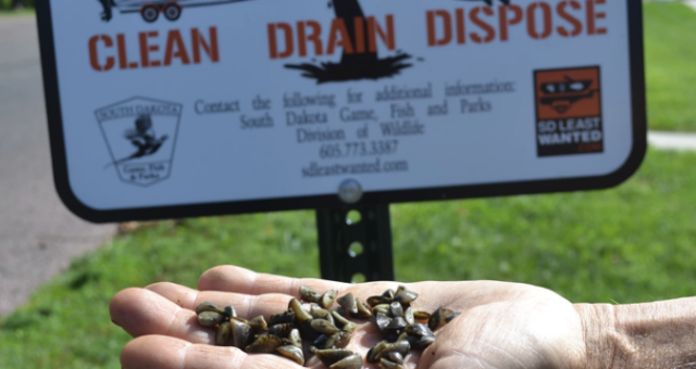 Zebra Mussels – Helpful or harmful to toxic algae?