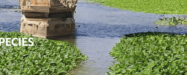 Aquatic Invasive Species Treatment June 12/13