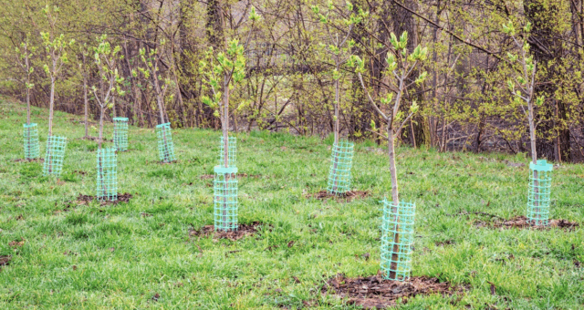 Planting Trees for Clean Lakes