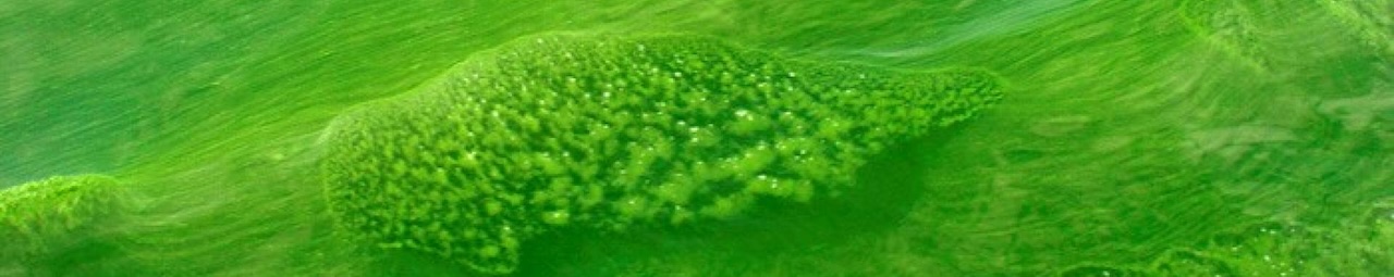 MSU Lunch&Learn: Harmful Algal Blooms